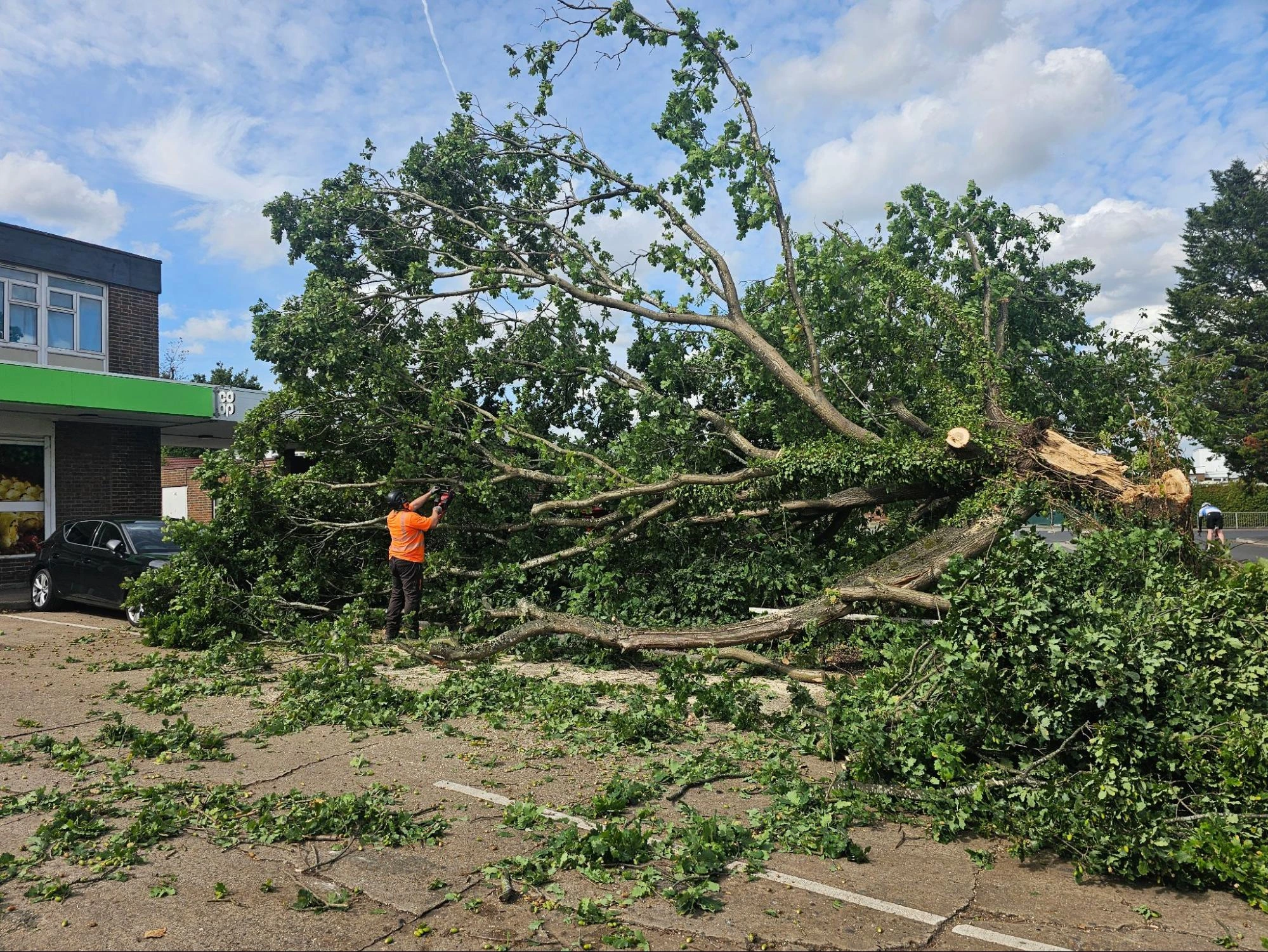 Tree Felling Basildon